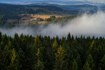 High angle view of trees on mountain