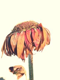 Close-up of wilted flower