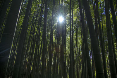 Low angle view of sunlight streaming through trees