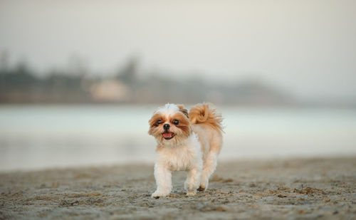 Dog on beach against sky