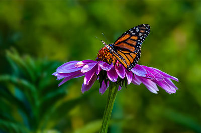 Close-up of butterfly on purple flower