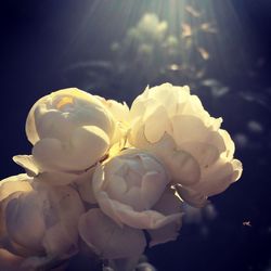 Close-up of flowers