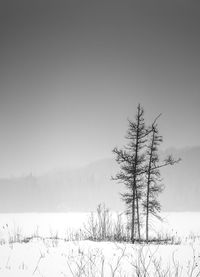 Bare tree on snow field against clear sky