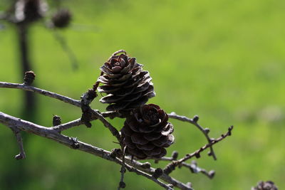 Close-up of pine cone on tree