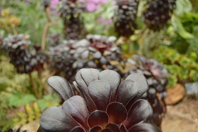 Close-up of flowers growing in greenhouse at royal botanic garden edinburgh