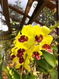 Close-up of yellow flowers