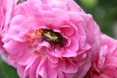 Close-up of honey bee on pink flower