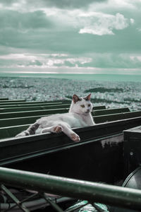 Cat looking through car window