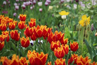 Close-up of fresh orange flowers in field