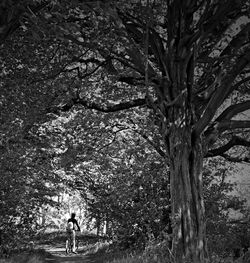 People walking on tree trunk