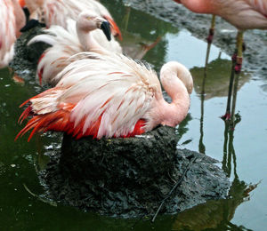 Flamingoes in lake