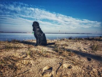 Dog standing on beach against the sky