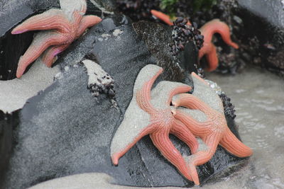 Close-up of plant