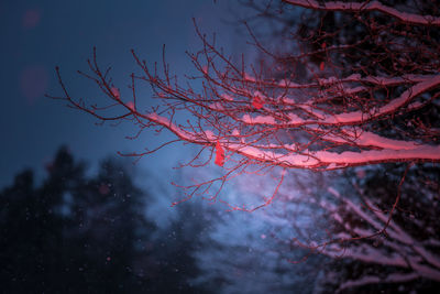 An artistic winter scene in forest with trees light with red artificial light.