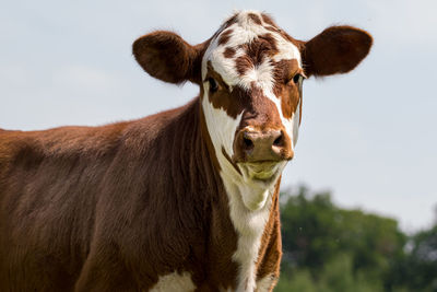 Portrait of cow