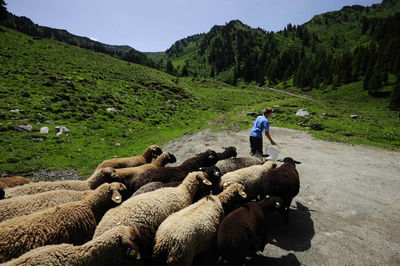 Rear view of people on field by mountain