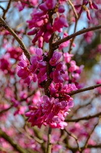 Close-up of pink cherry blossoms in spring