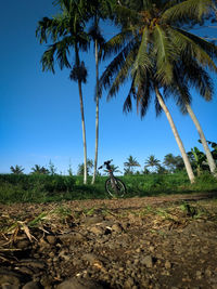 Palm trees on field against clear sky