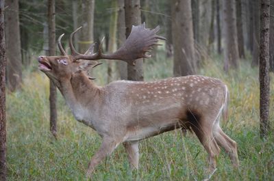 Portrait of deer standing in forest