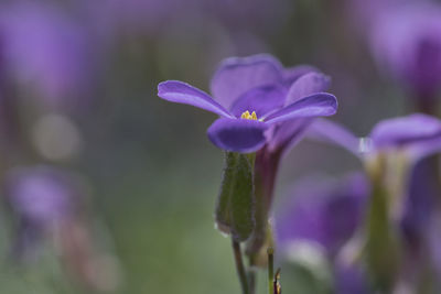 Close-up of purple crocus flower