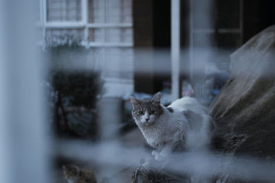 Cat looking through window