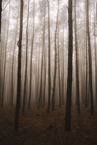 Trees in forest