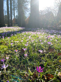 Close-up of purple crocus flowers growing on field