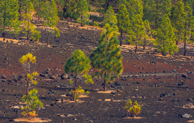 View of a field of a forest