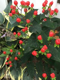 Close-up of red berries growing on plant