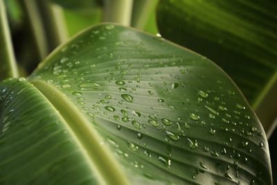 Close-up of raindrops on leaf