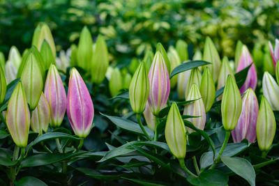 Close-up of purple tulips