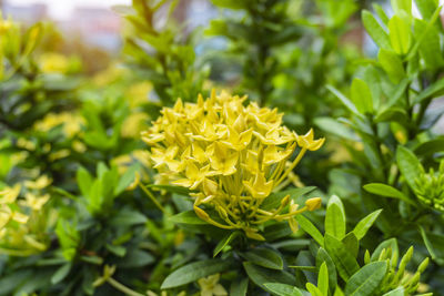 Bunches yellow petals ixora know as west indian jasmine or jungle flame, blooming on green leave