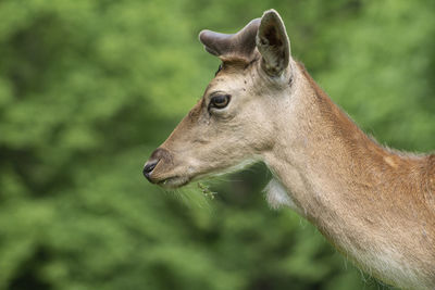 Close-up of an animal looking away