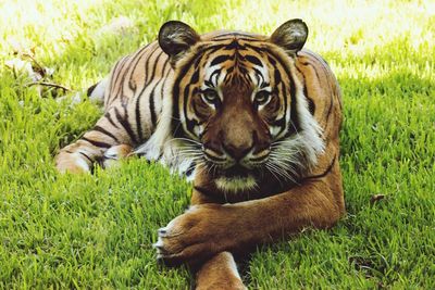 Front view of tiger sitting on grass