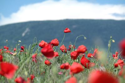 Close-up of red poppies on field against sky