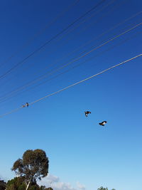 Low angle view of birds flying against clear blue sky