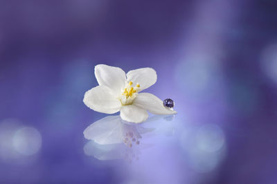 Close-up of white flowering plant