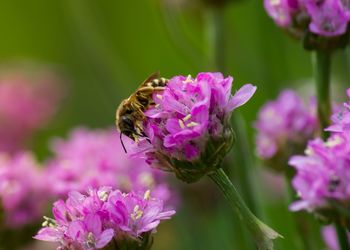 Close-up of bee pollinating on pink flower