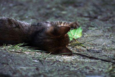 Close-up of a cat on field