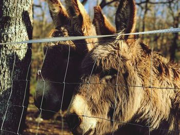 Two donkeys at farm