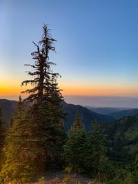 Scenic view of pine trees against sky during sunset