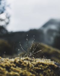 Close-up of wet grass on moss covered rock against sky