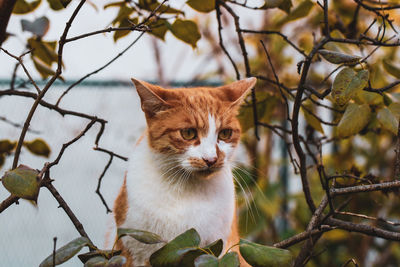 Portrait of a cat on branch