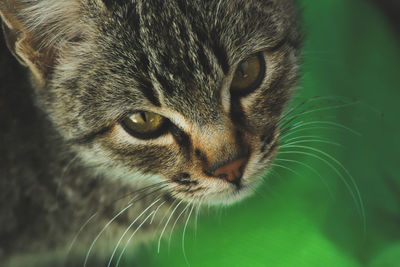 Close-up portrait of cat