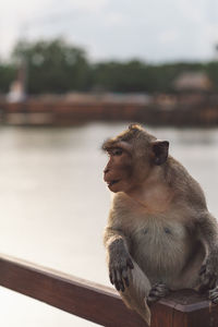Close-up of monkey looking away while sitting on railing