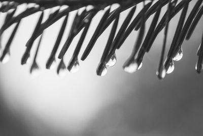 Close-up of raindrops on twig