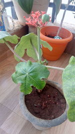 Close-up of potted plant on table