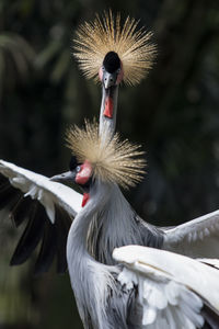 Close-up of bird