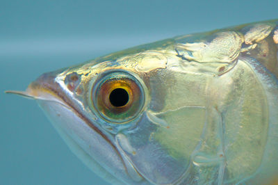 Close-up of fish swimming in water