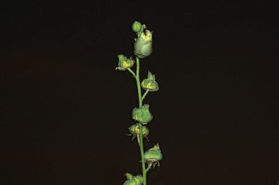 Close-up of plant against black background